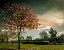 spring trees in a school yard 