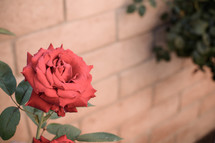 a red rose in a garden 