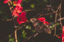 black butterfly on a red flower
