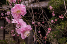 pink blossoms 