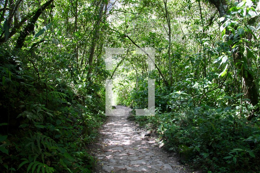 path through a rain forest 