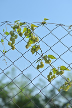 Fresh Green Hops on Steel Fence