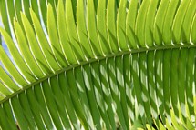 Palm leaf texture 