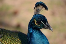 a peacock closeup 