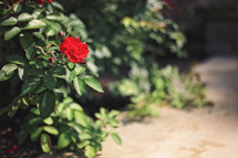 red rose on a bush outdoors 
