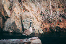 Canada goose on a log 