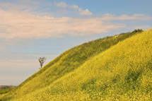 Rapeseed field, alone tree and blue Sky in spring time