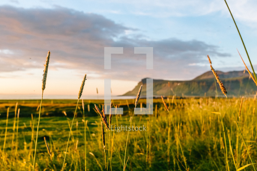 tall green grasses in a field at sunset 