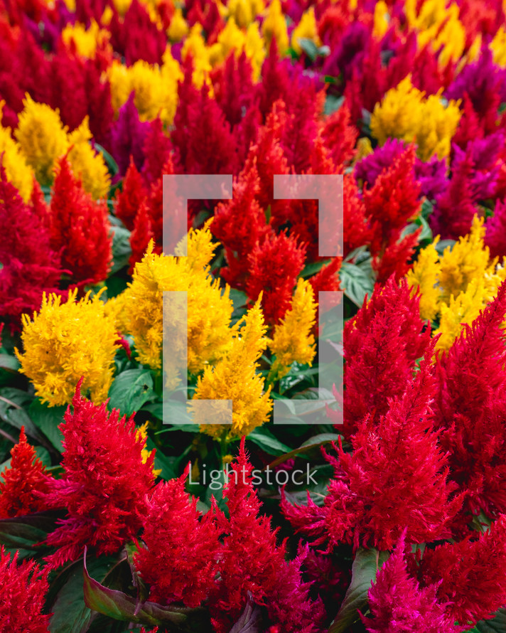 A full frame of yellow, Orange and red flowers, in the Botanical garden in São Paulo Brazil.Abstract Background.