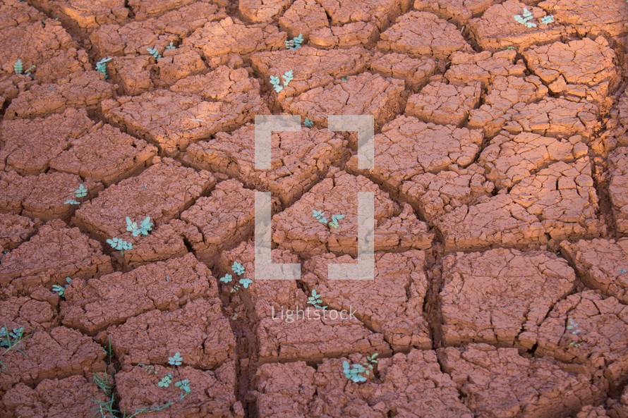  cracked red clay soil on the ground 
