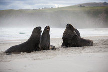 seals on a beach 