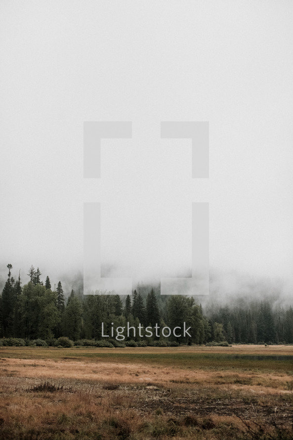 fog over a forest and open field 