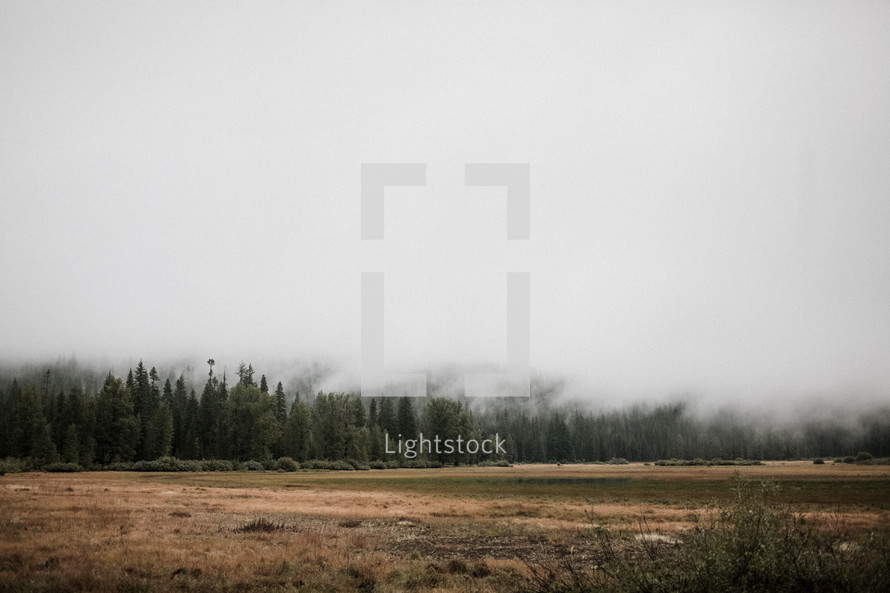 fog over a forest and open field 