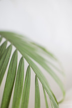palm frond 