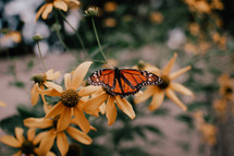 monarch butterfly landing on yellow garden flowers