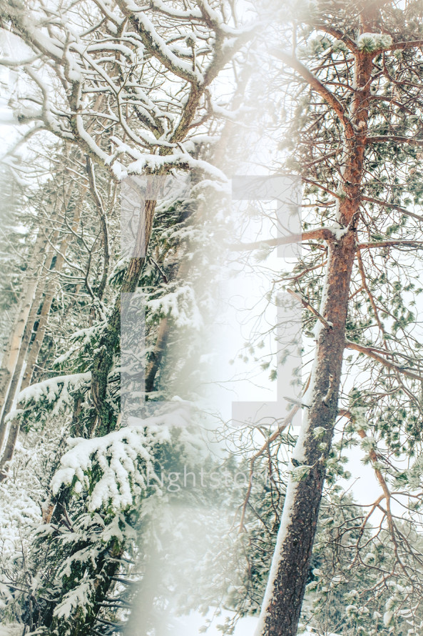 trees in a forest under falling snow 