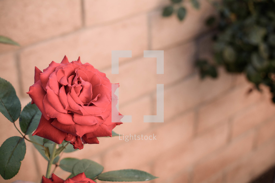 a red rose in a garden 