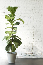 A tall potted plant in front of a white brick wall.
