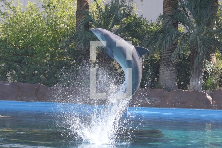 dolphin leaping out of the water 
