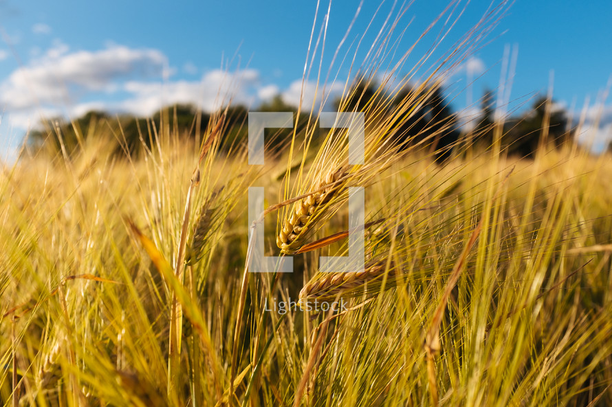 grains of golden wheat 