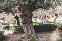 olive trees 