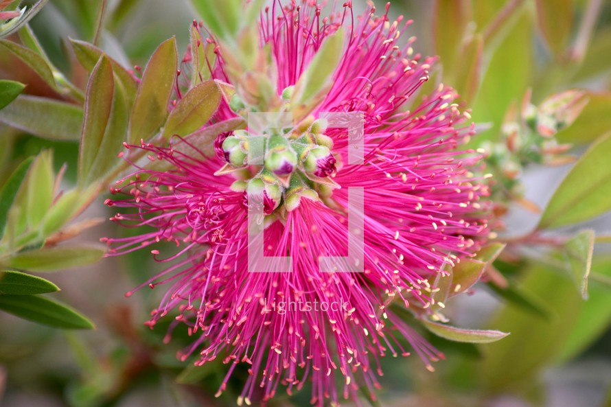 flowers from a blooming Dwarf Bottle brush plant 