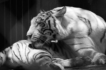 a white tiger grooming herself 