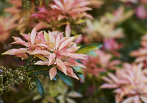 green, pink, and red leaves on a bush 