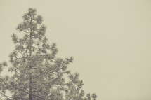 top of pine tree in a hazy sky