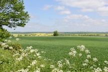 farmland view 