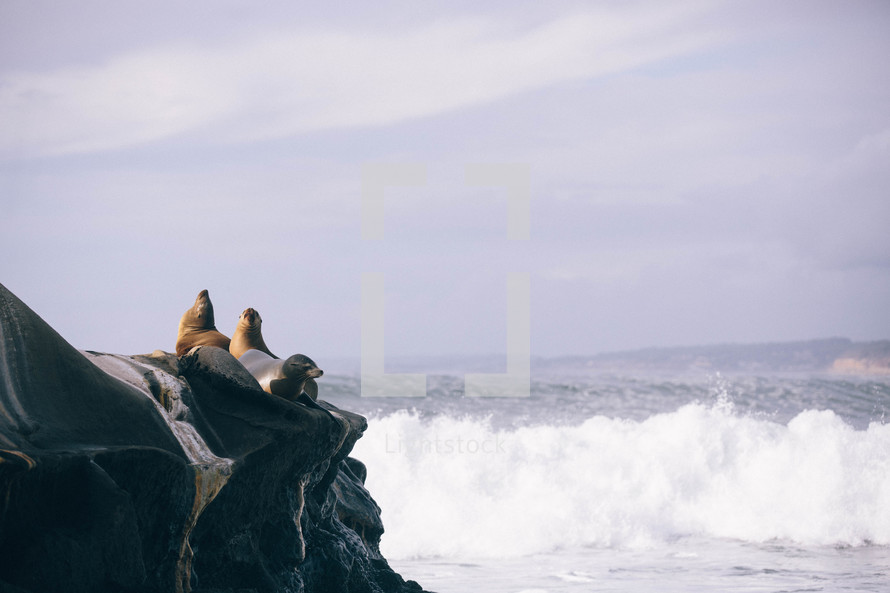 sea lions on a rock 