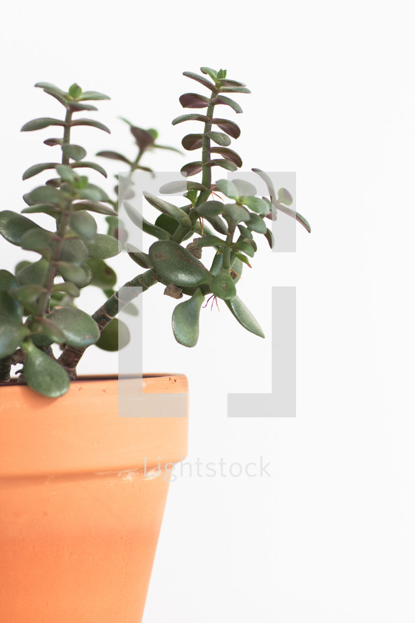 A succulent plant in a clay pot.