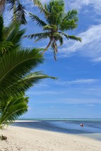 Palm trees on a tropical island 