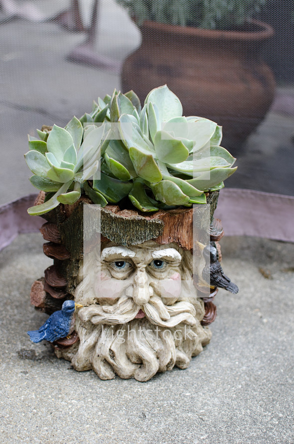 a potted succulent plant 