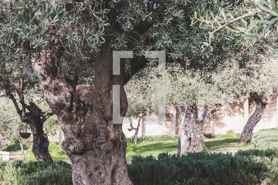olive trees 