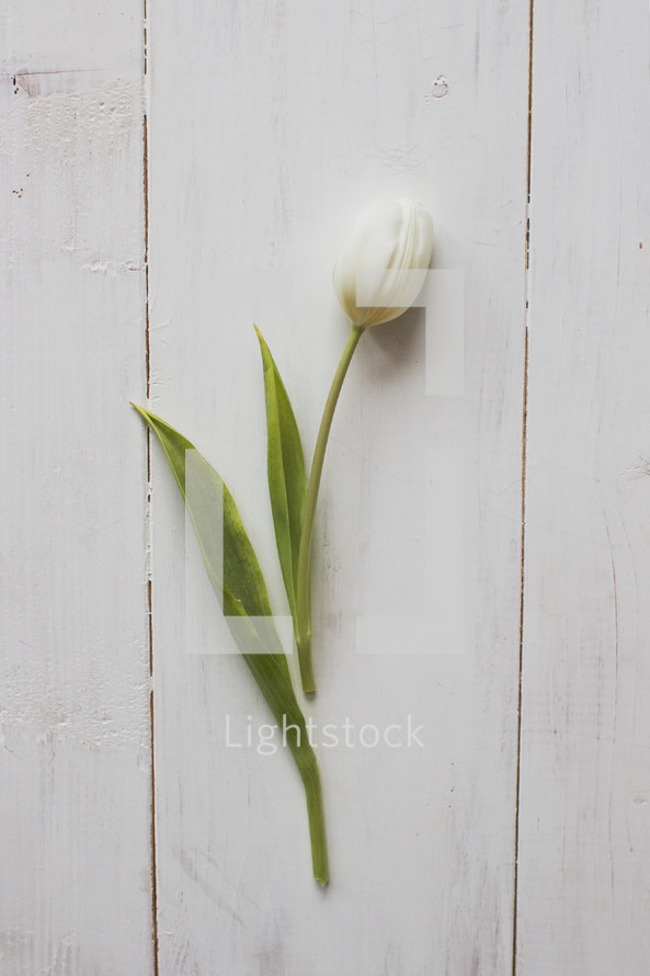 single white tulip on white wood boards 