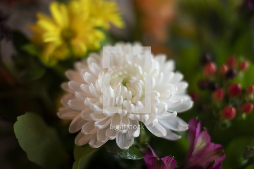 bouquet of flowers closeup 