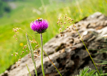 Bumblebee on Flower 