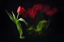 red tulip on a black background 