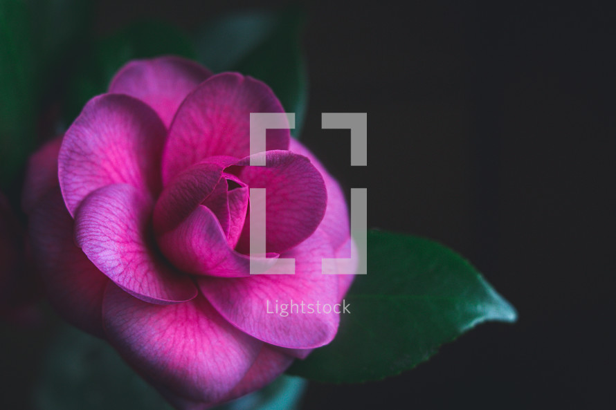 Deep Purple-Pink Camellia on a Black Background with Room for Text