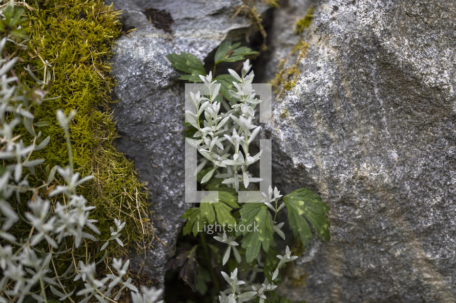 white flowers and rocks 