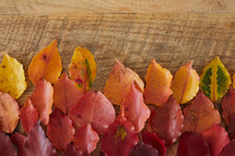 fall leaves on a wood background 