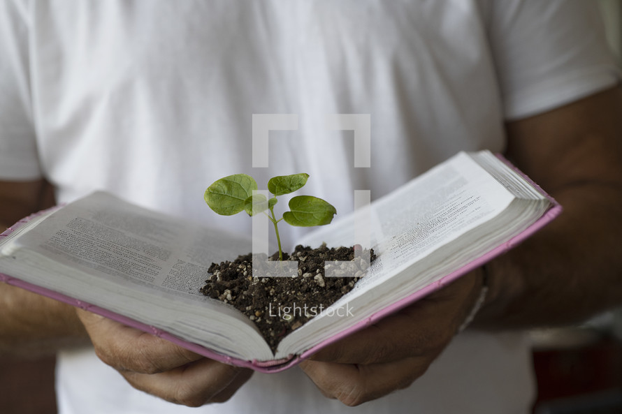 sprouting plant growing between the pages of a Bible 