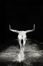 Western cow skull on leather hide with room for your type in black and white