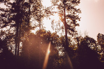 Sun beaming through trees