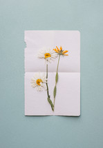 pressed flowers on white paper 