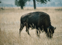 grazing buffalo 