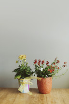 Colorful flowers in pots on wooden table