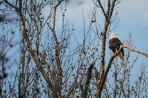 Young Bald Eagle perched on a tree branch high in the sky