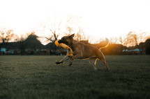 Dog playing with toy, adult German Shepherd dog running in a field